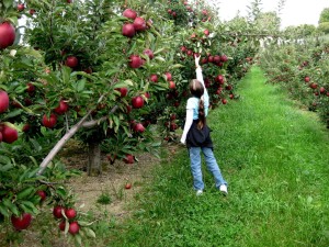 It's apple picking season!